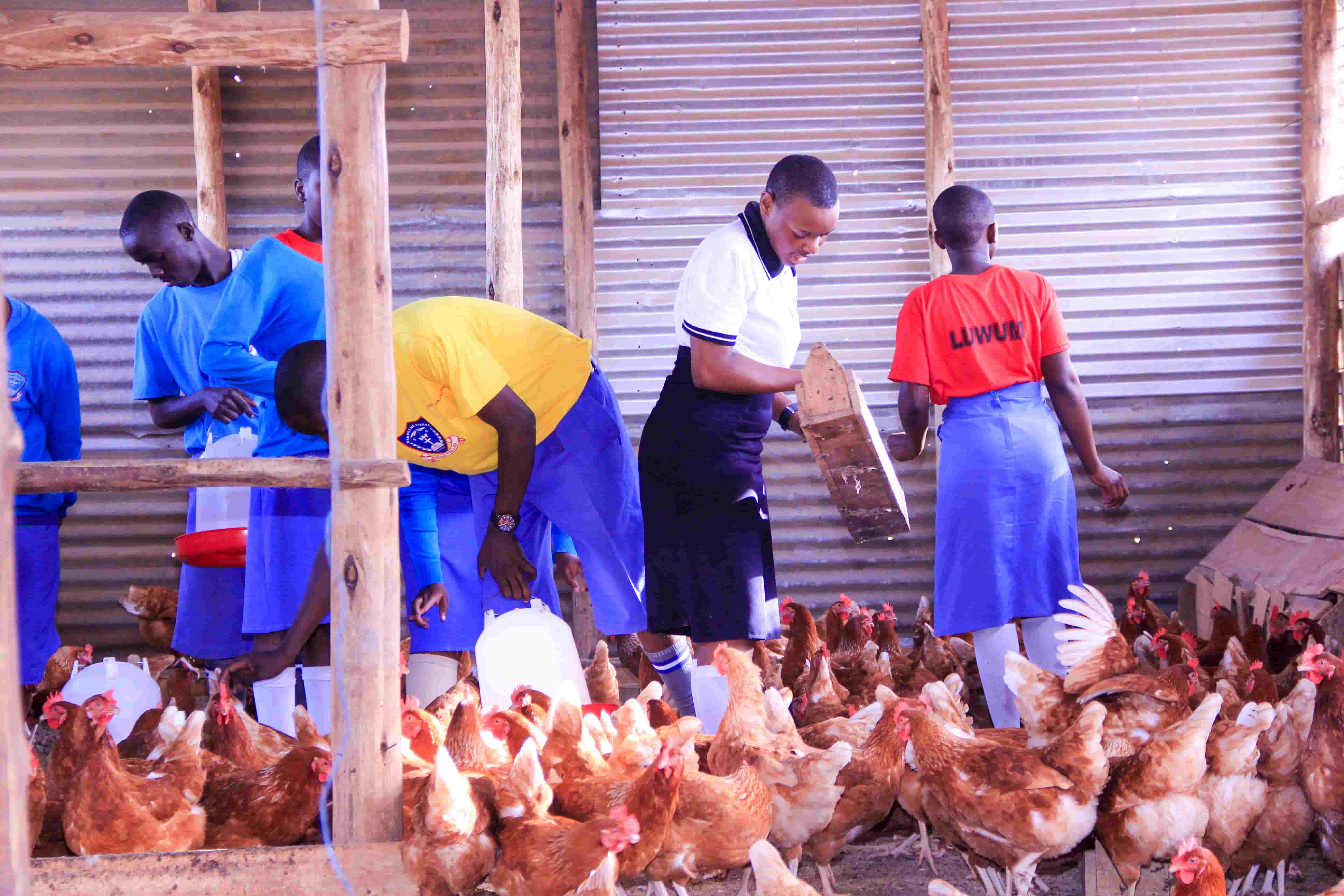 Poultry Care Practice